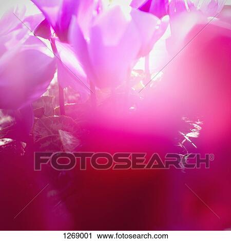 Vibrant magenta Cyclamen in bloom, soft focus, close-up View Large Photo Image Stock Image - Vibrant magenta Cyclamen in bloom, soft focus, close-up. Fotosearch