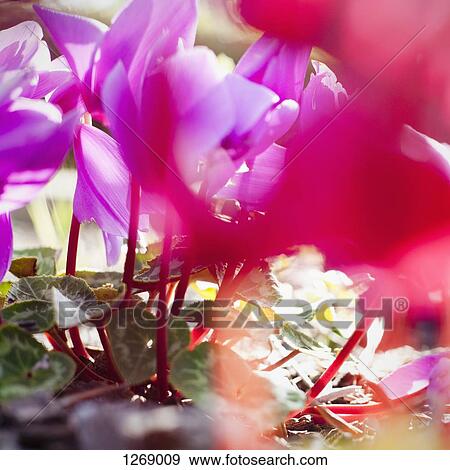 Stock Photo - Vibrant magenta Cyclamen in bloom, close-up. Fotosearch