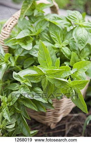 Wicker basket full of basil leaves View Large Photo Image Stock Photo - Wicker basket full of basil leaves. Fotosearch