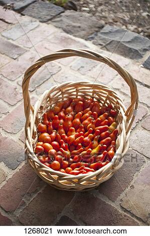 Wicker basket of freshly picked tomatoes on front porch View Large Photo Image Stock Image - Wicker basket of freshly picked tomatoes on front porch. Fotosearch
