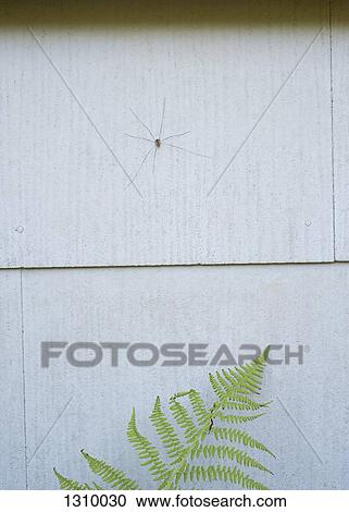 Stock Image - A Daddy Long Legs spider on wall above fern, close-up. Fotosearch