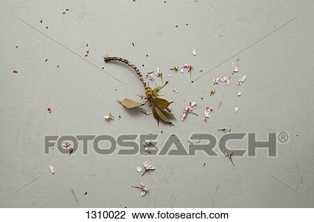 Stock Image - A destroyed flower, close-up. Fotosearch