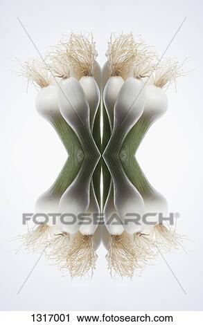 A digital composite of mirrored images of the tops of a bunch of spring onions View Large Photo Image Stock Image - A digital composite of mirrored images of the tops of a bunch of spring onions. Fotosearch