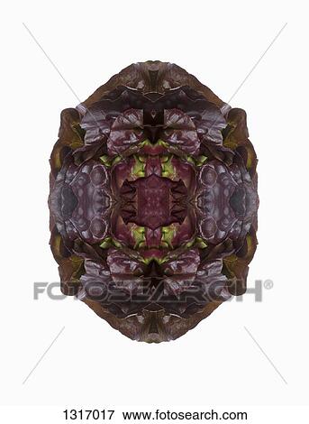 A digital composite of mirrored images of red leaf lettuce leaves View Large Photo Image Stock Photo - A digital composite of mirrored images of red leaf lettuce leaves. Fotosearch