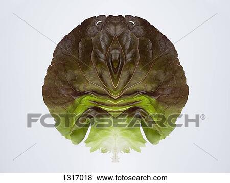 A digital composite of mirrored images of two red leaf lettuce leaves View Large Photo Image Stock Photo - A digital composite of mirrored images of two red leaf lettuce leaves. Fotosearch