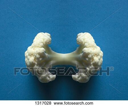 A digital composite of mirrored images of two pieces of cauliflower View Large Photo Image Stock Photo - A digital composite of mirrored images of two pieces of cauliflower. Fotosearch