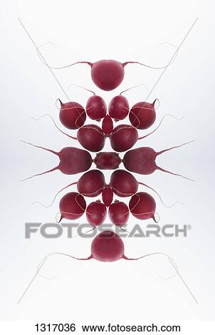 A digital composite of mirrored images of an arrangement of radishes View Large Photo Image Stock Photograph - A digital composite of mirrored images of an arrangement of radishes. Fotosearch