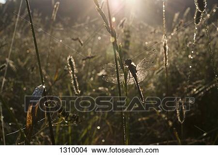 A dragonfly in summer View Large Photo Image Picture - A dragonfly in summer. Fotosearch