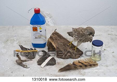 A stuffed bird with various tools used for taxidermy View Large Photo Image Stock Photo - A stuffed bird with various tools used for taxidermy. Fotosearch