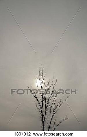 Bare tree on an overcast day, sun visible through clouds View Large Photo Image Stock Image - Bare tree on an overcast day, sun visible through clouds. Fotosearch