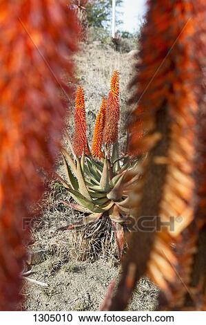 Bitter Aloe (Aloe Ferox) at dawn. Grahamstown, Eastern Cape Province, South Africa View Large Photo Image Stock Image - Bitter Aloe (Aloe Ferox) at dawn. Grahamstown, Eastern Cape Province, South Africa. Fotosearch
