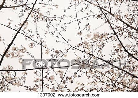 Stock Image - Blooming cherry blossom tree. Fotosearch
