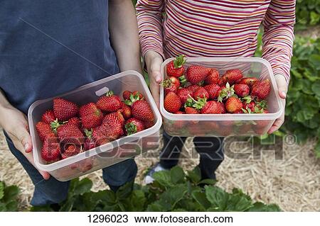 Boy and girl holding strawberry box View Large Photo Image Stock Image - Boy and girl holding strawberry box. Fotosearch