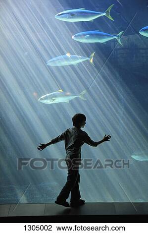 Boy watching fish in aquarium View Large Photo Image Stock Image - Boy watching fish in aquarium. Fotosearch