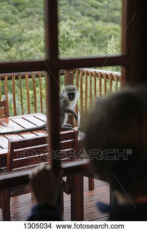 Boy watching monkey through window View Large Photo Image Picture - Boy watching monkey through window. Fotosearch