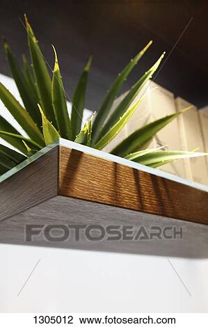 Close-up of aloe vera View Large Photo Image Stock Image - Close-up of aloe vera. Fotosearch