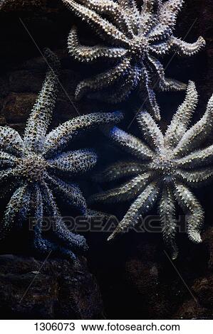 Stock Image - Close-up of aquatic plant. Fotosearch