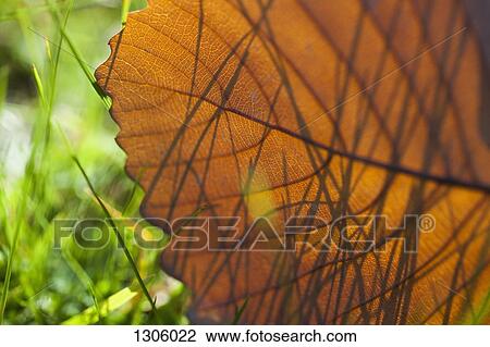 Stock Image - Close -up of autumn leaf. Fotosearch