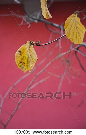 Stock Photography - Close-up of autumn leaf. Fotosearch