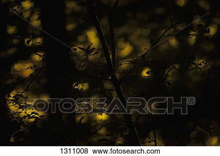 Close-up of branch at dusk View Large Photo Image Stock Photo - Close-up of branch at dusk. Fotosearch