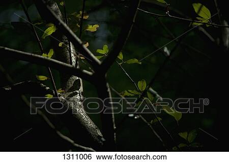 Stock Photograph - Close-up of branch. Fotosearch
