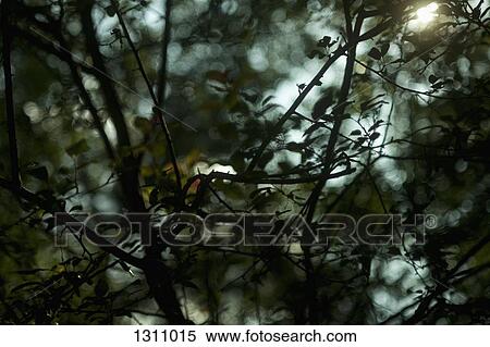 Stock Photography - Close-up of branches, low angle view. Fotosearch
