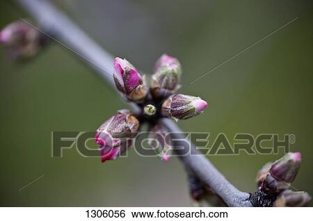 Stock Photograph - Close-up of buds. Fotosearch