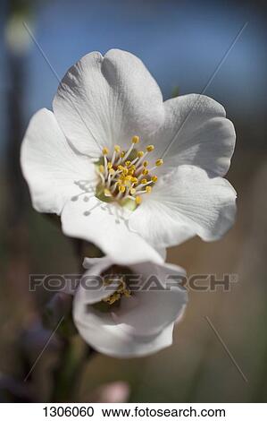 Close-up of cherry blossom View Large Photo Image Stock Image - Close-up of cherry blossom. Fotosearch
