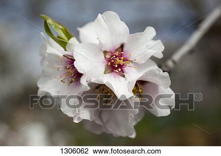 Close-up of cherry blossom View Large Photo Image Stock Image - Close-up of cherry blossom. Fotosearch