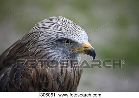 Stock Image - Close-up of eagle. Fotosearch