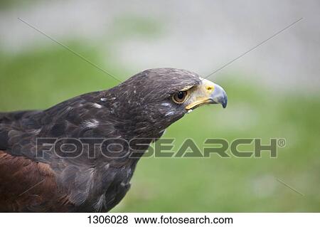Stock Photo - Close-up of eagle. Fotosearch