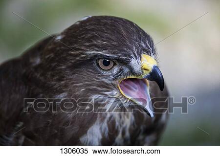 Close-up of eagle View Large Photo Image Stock Photography - Close-up of eagle. Fotosearch