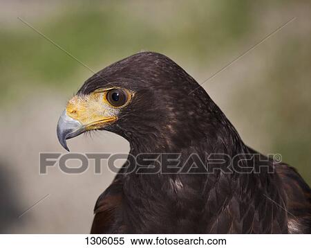 Close-up of eagle View Large Photo Image Stock Photography - Close-up of eagle. Fotosearch