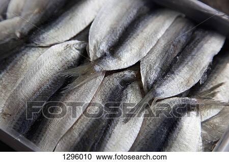 Close-up of fishes View Large Photo Image Stock Image - Close-up of fishes. Fotosearch