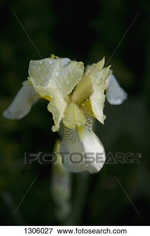 Close -up of flower View Large Photo Image Stock Photo - Close -up of flower. Fotosearch