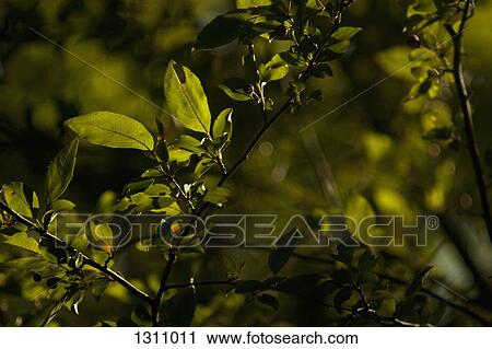 Stock Image - Close-up of green branches. Fotosearch