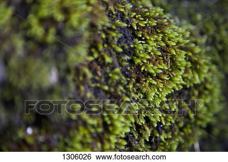Close-up of green moss View Large Photo Image Stock Photograph - Close-up of green moss. Fotosearch