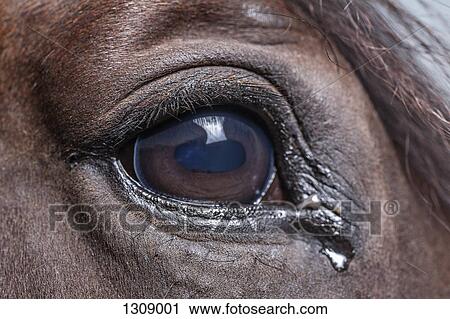 Stock Image - Close -up of horse eye. Fotosearch
