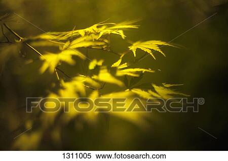 Stock Photography - Close-up of leaves. Fotosearch