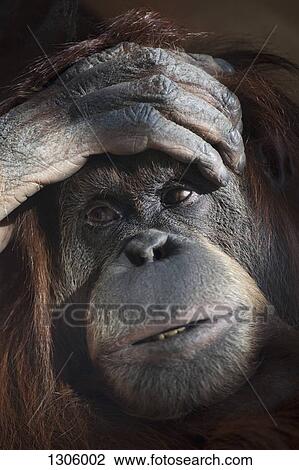 Stock Image - Close-up of monkey. Fotosearch