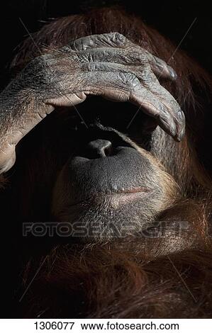 Close-up of monkey View Large Photo Image Stock Photo - Close-up of monkey. Fotosearch