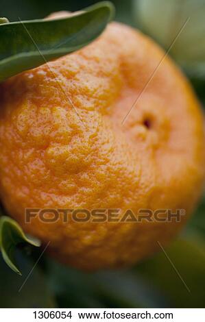 Picture - Close-up of orange. Fotosearch
