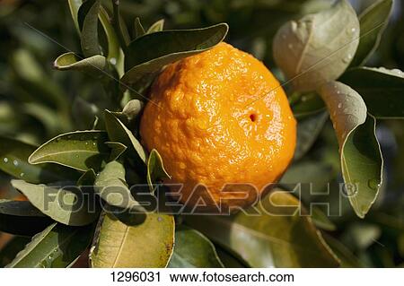 Close-up of orange View Large Photo Image Stock Image - Close-up of orange. Fotosearch