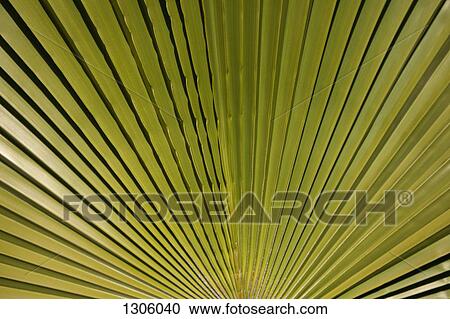 Close-up of palm leaf View Large Photo Image Stock Image - Close-up of palm leaf. Fotosearch