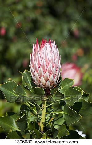 Close-up of pink bud View Large Photo Image Stock Image - Close-up of pink bud. Fotosearch
