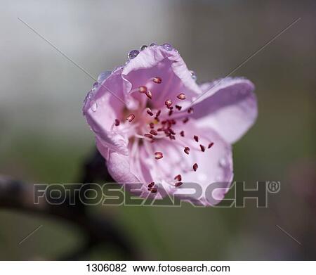 Stock Image - Close -up of pink cherry blossom. Fotosearch