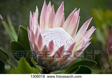 Stock Photo - Close-up of pink flower. Fotosearch