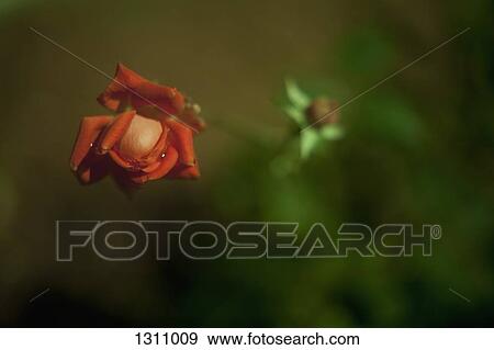 Close-up of single rose View Large Photo Image Stock Photo - Close-up of single rose. Fotosearch