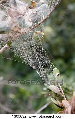 Close-up of spider web on branch View Large Photo Image Stock Image - Close-up of spider web on branch. Fotosearch