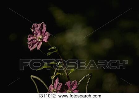 Close-up of three dying pink flowers View Large Photo Image Stock Image - Close-up of three dying pink flowers. Fotosearch